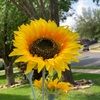 sunflowerr2122